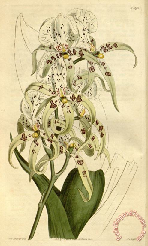 Brassia Maculata 1815 painting - Sydenham Teast Edwards Brassia Maculata 1815 Art Print
