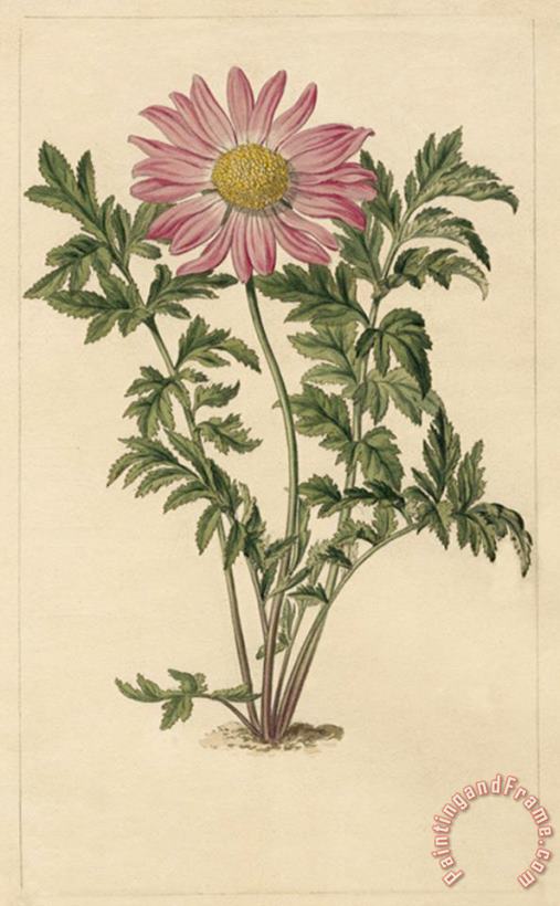 Sydenham Teast Edwards Chrysanthemum Roseum Art Print
