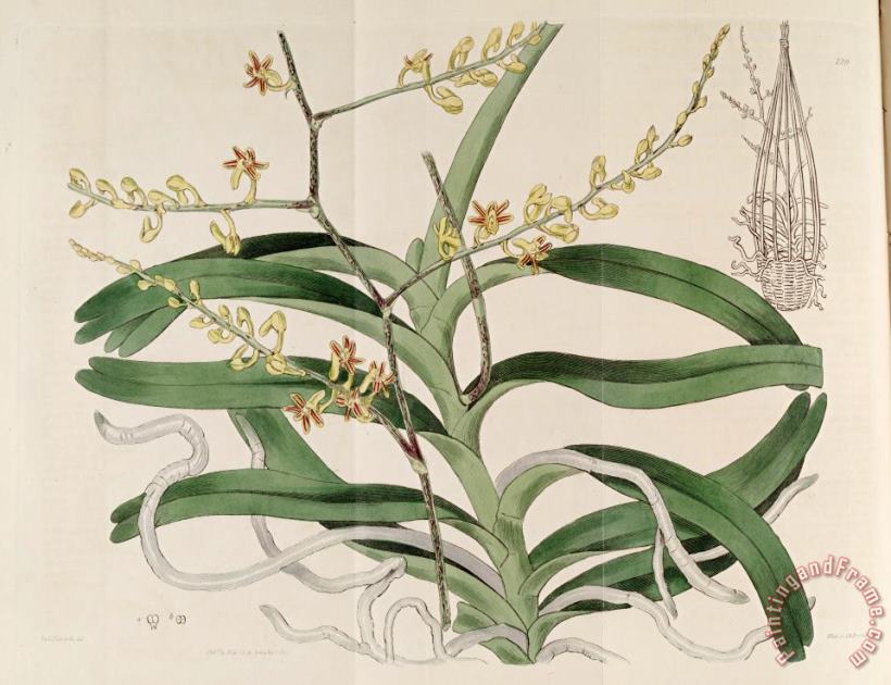 Cleisostoma Paniculatum (as Aerides Paniculata) 1817 painting - Sydenham Teast Edwards Cleisostoma Paniculatum (as Aerides Paniculata) 1817 Art Print