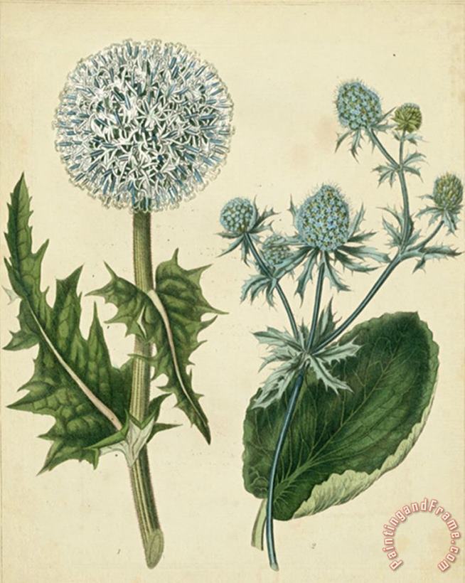 Sydenham Teast Edwards Cottage Florals III Art Print