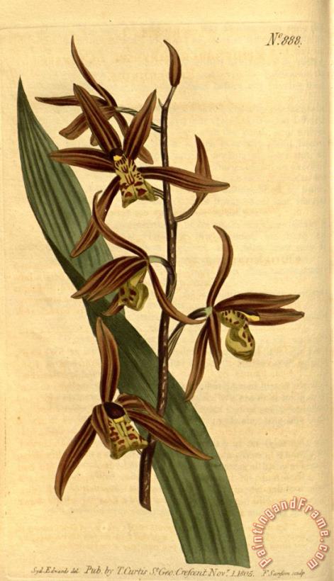 Sydenham Teast Edwards Cymbidium Sinense (as Epidendrum Sinense) 1806 Art Painting