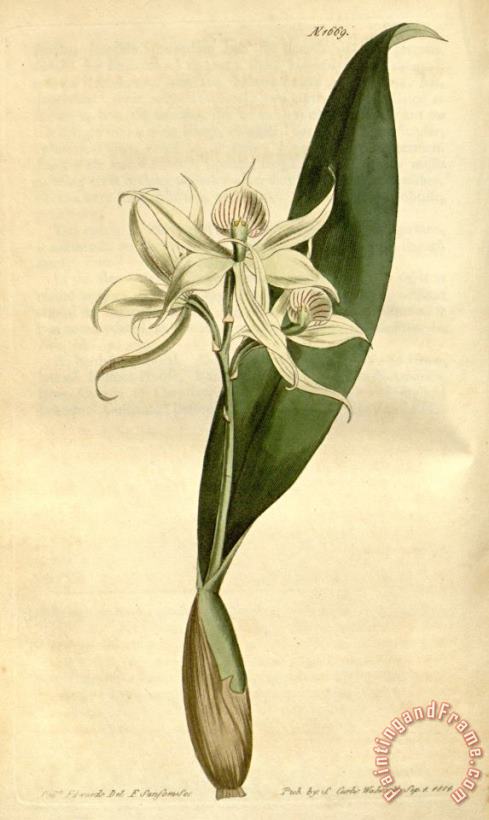 Sydenham Teast Edwards Epidendrum Fragrans 1669 Art Print