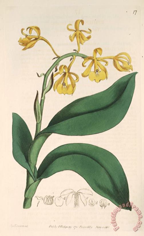 Epidendrum Nutans 1815 painting - Sydenham Teast Edwards Epidendrum Nutans 1815 Art Print