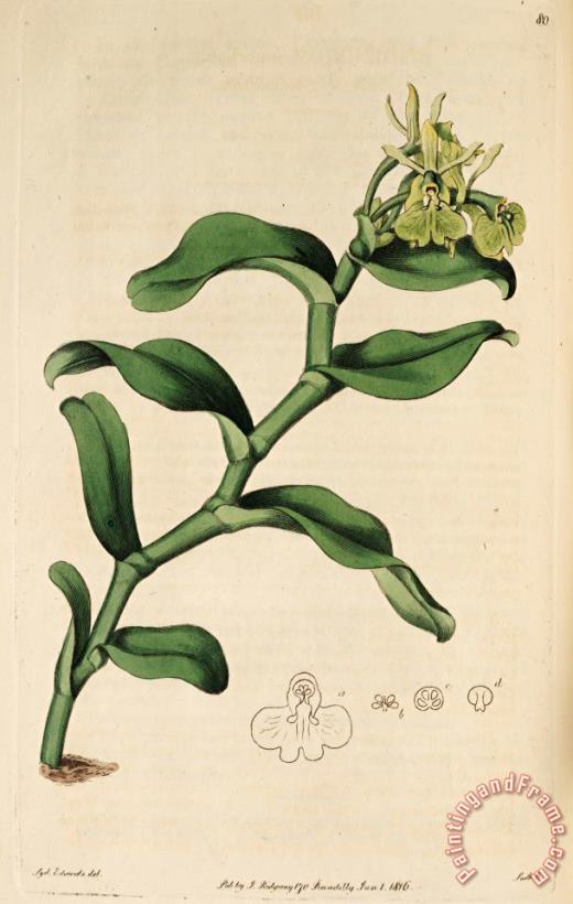 Sydenham Teast Edwards Epidendrum Umbelliferum (as Epidendrum Umbellatum) 1815 Art Print