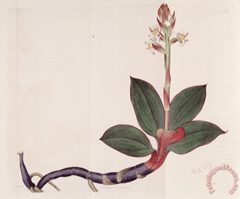 Sydenham Teast Edwards Ludisia Discolor (as Goodyera Discolor) 1818 Art Print