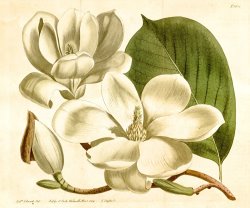 Sydenham Teast Edwards Magnolia Conspicua 1814