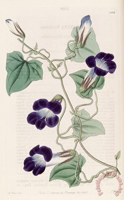 Sydenham Teast Edwards Maurandya Barclaiana 1827 Art Print
