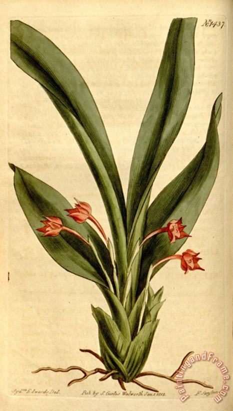 Sydenham Teast Edwards Maxillaria Coccinea 1812 Art Painting