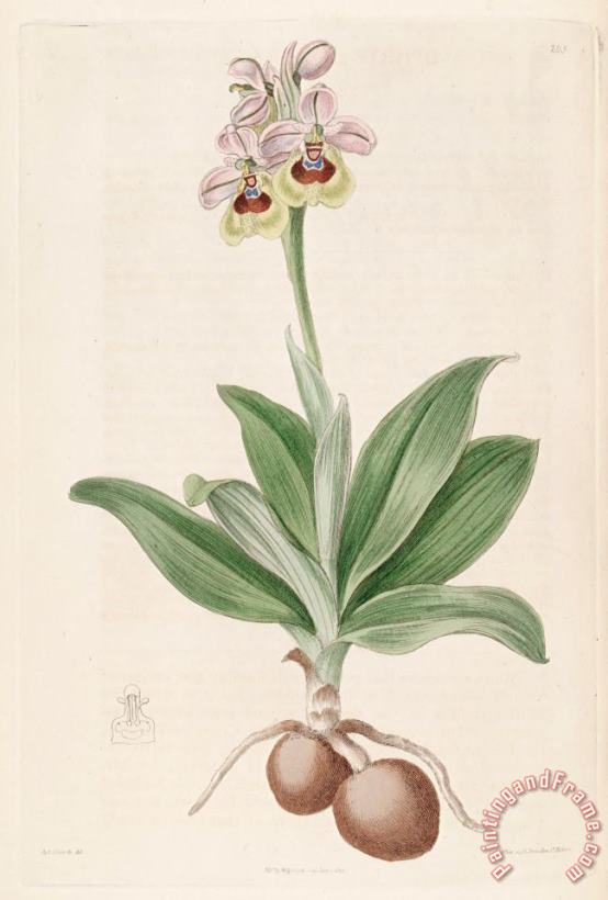 Ophrys Tenthredinifera 1817 painting - Sydenham Teast Edwards Ophrys Tenthredinifera 1817 Art Print