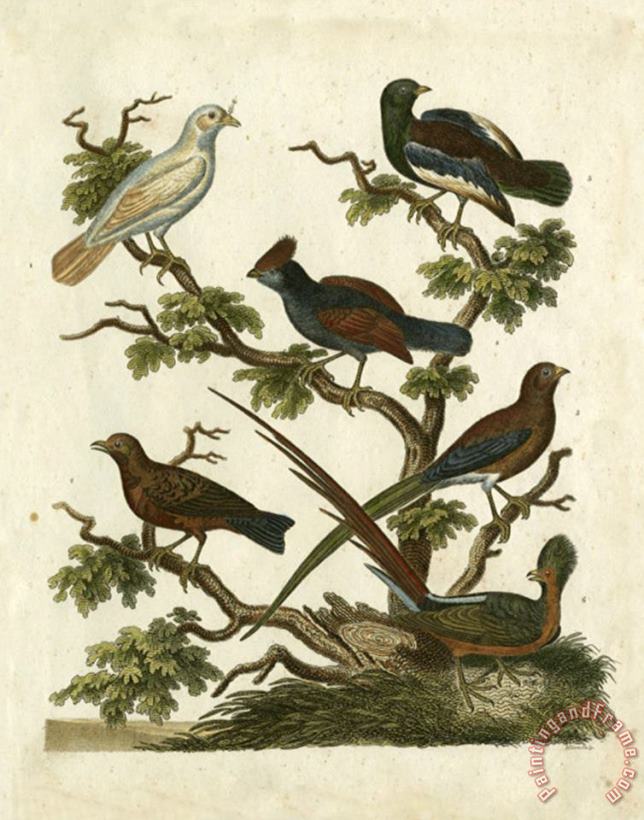 Ornithology II painting - Sydenham Teast Edwards Ornithology II Art Print