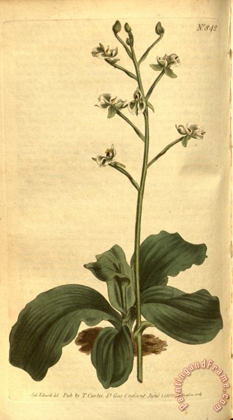 Sydenham Teast Edwards Ponthieva Racemosa 1805 Art Painting