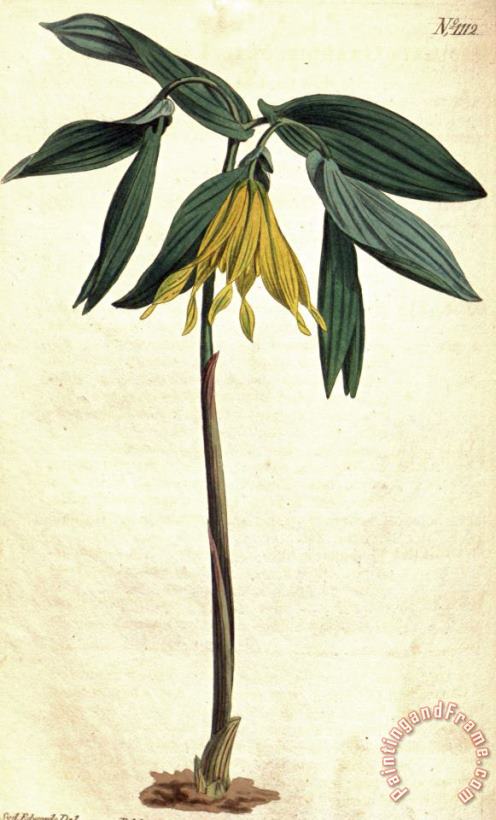 Uvularia Grandiflora 1808 painting - Sydenham Teast Edwards Uvularia Grandiflora 1808 Art Print