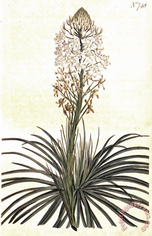 Sydenham Teast Edwards Xerophyllum Asphodeloides 1804 Art Print