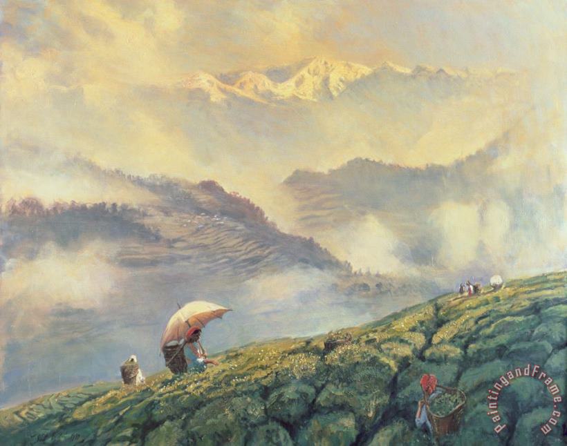Tea Picking - Darjeeling - India painting - Tim Scott Bolton Tea Picking - Darjeeling - India Art Print