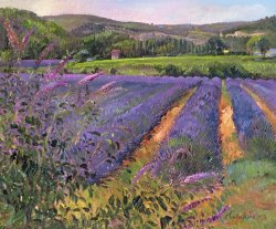 Timothy Easton Buddleia And Lavender Field Montclus