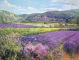 Lavender Fields in Old Provence by Timothy Easton