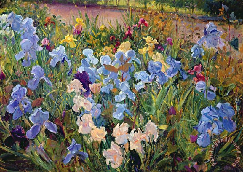 The Iris Bed painting - Timothy Easton The Iris Bed Art Print