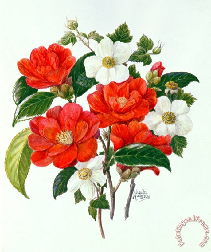 Camellia Adolf Audusson painting - Ursula Hodgson Camellia Adolf Audusson Art Print
