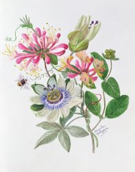 Ursula Hodgson Honeysuckle And Passion Flower