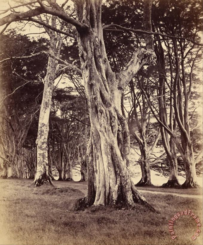 Vernon Heath Beech Trees, Inveraray Art Print