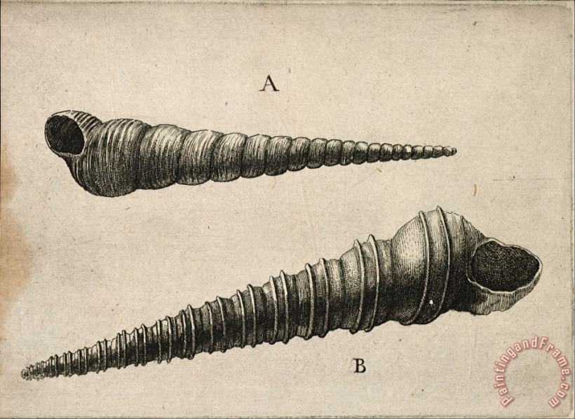Wenceslaus Hollar Shells (turritella Terebra And T. Duplicata L.) Art Print