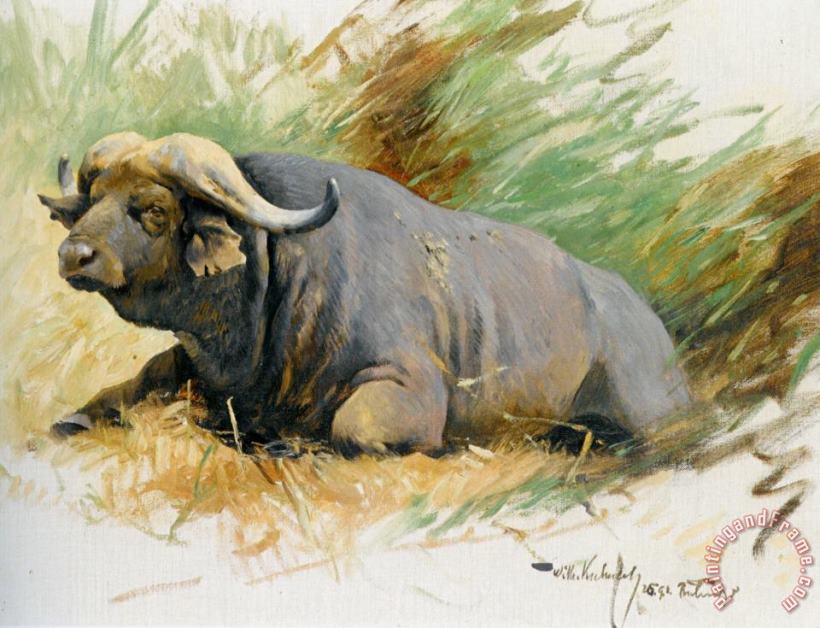 Wilhelm Kuhnert Studie Eines Kafferbuffels Art Print