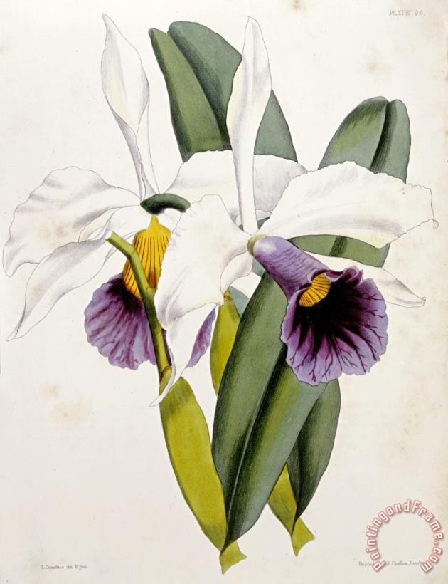 William Curtis Lily Art Painting
