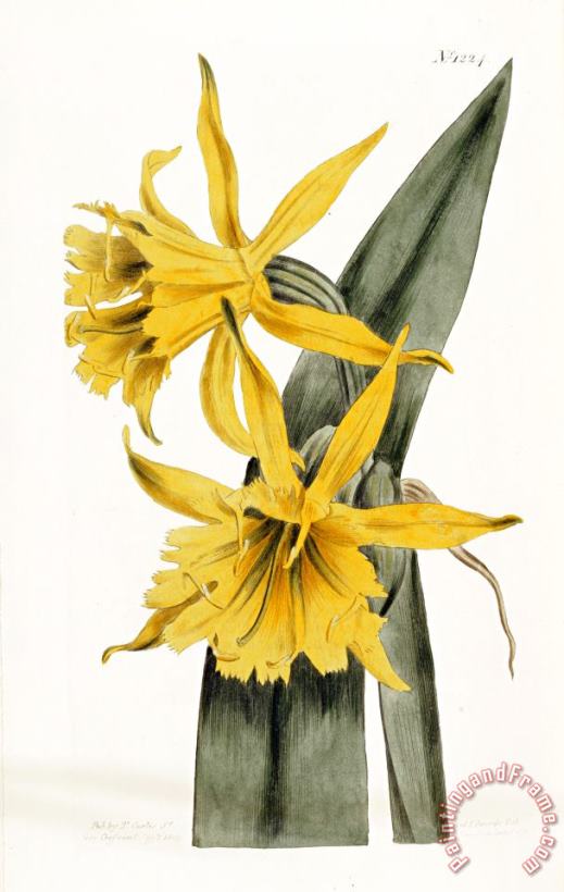 Narcissi painting - William Curtis Narcissi Art Print
