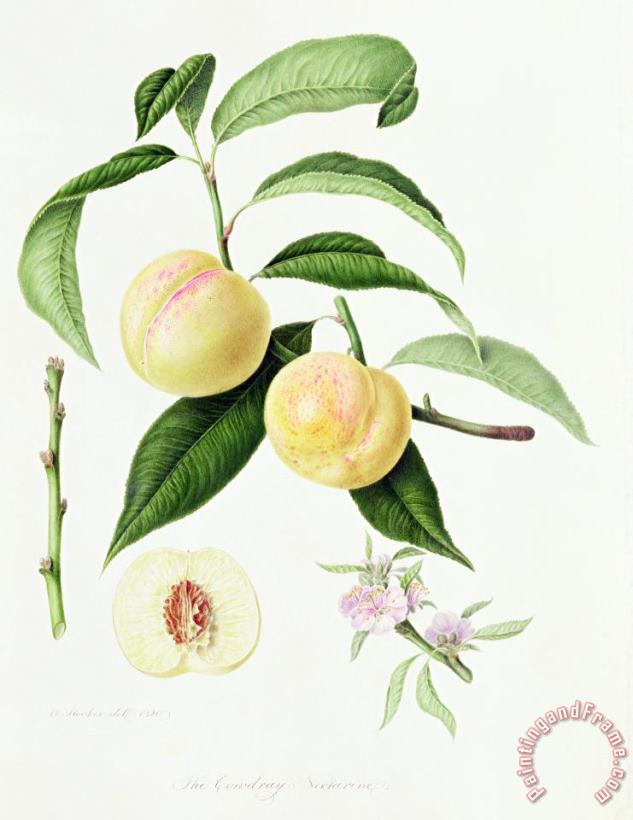 The Conudray Nectarine painting - William Hooker The Conudray Nectarine Art Print