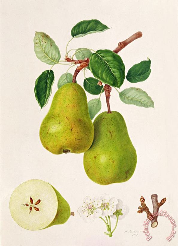 William Hooker The D'auch Pear Art Print