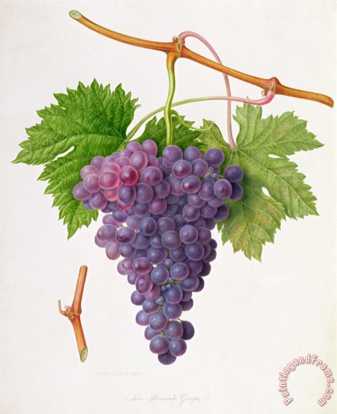 The Poonah Grape painting - William Hooker The Poonah Grape Art Print