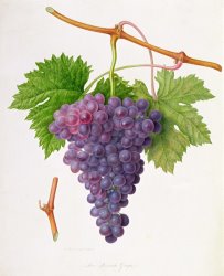 William Hooker The Poonah Grape