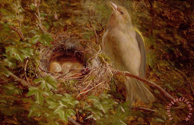 William Hughes A Greenfinch at its Nest Art Print