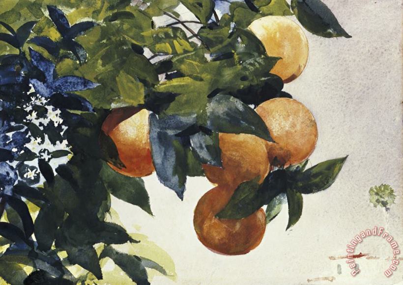 Oranges on a Branch painting - Winslow Homer Oranges on a Branch Art Print