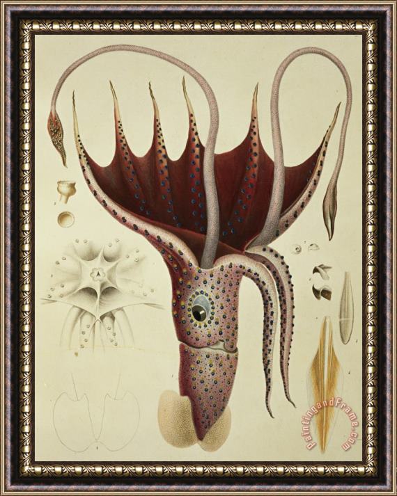 A Chazal Squid Framed Print