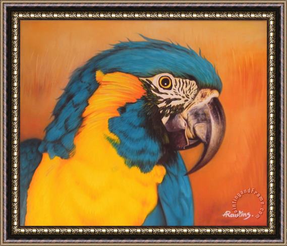 Agris Rautins Blue-and-yellow macaw Framed Painting