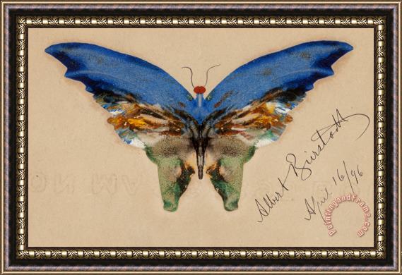 Albert Bierstadt Blue Butterfly, 1896 Framed Print