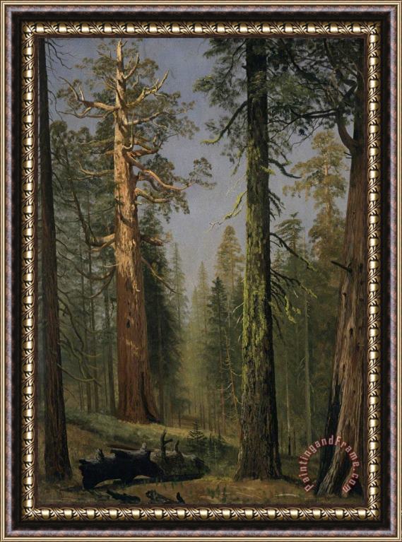 Albert Bierstadt The Grizzly Giant Sequoia, Mariposa Grove, California, 1872 Framed Print