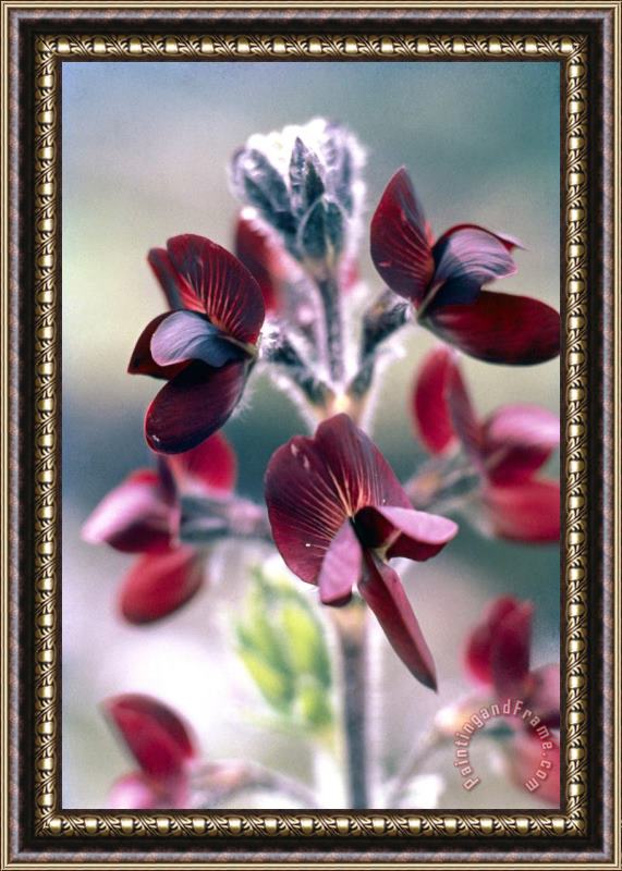 American School Barbed Thermopsis or Black Pea Framed Painting