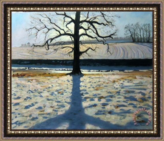 Andrew Macara Tree and Shadow Calke Abbey Derbyshire Framed Print