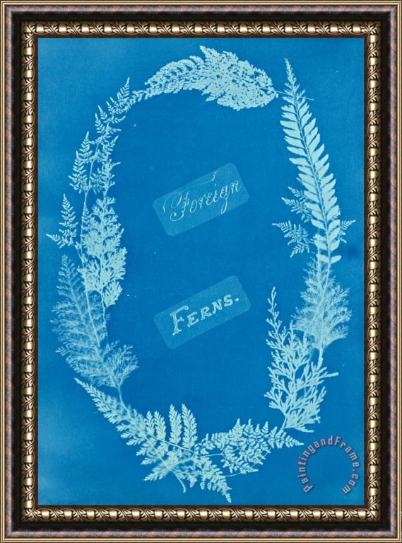 Anna Atkins Foreign Ferns Framed Painting