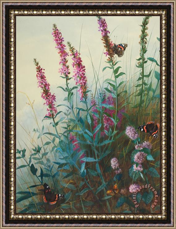 Archibald Thorburn Purple Loosestrife And Watermind Framed Print