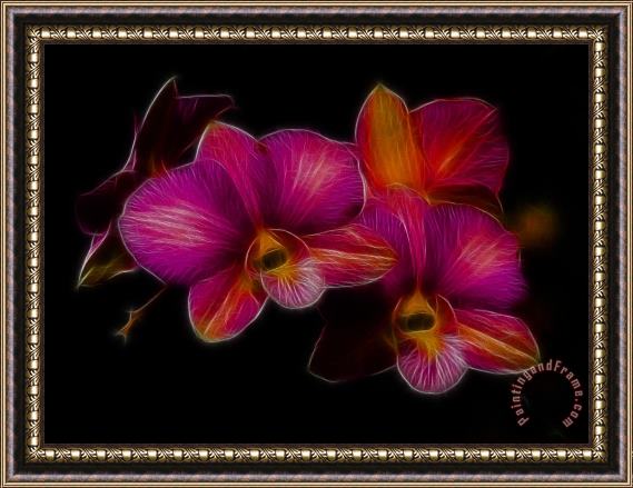 Blair Wainman Delicate Dendrobium Framed Painting