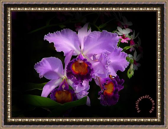 Blair Wainman Orchidstral Beauty Framed Print
