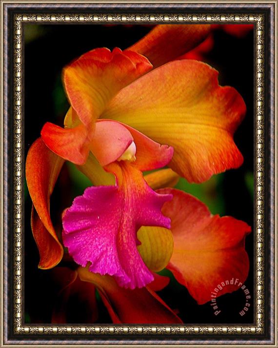 Blair Wainman Tropical Splendor Framed Painting