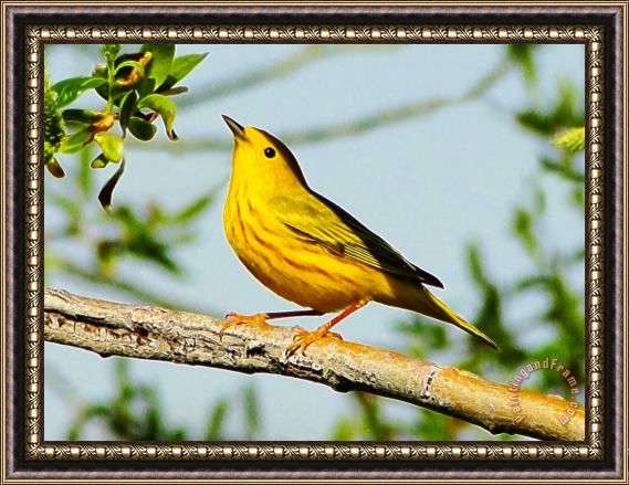 Blair Wainman Yellow Bird Framed Print