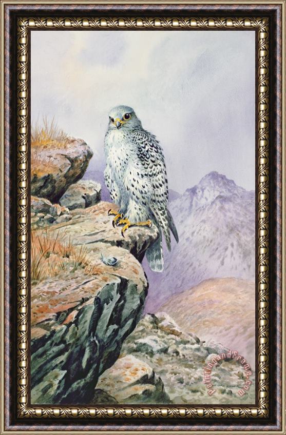 Carl Donner Gyrfalcon Framed Painting