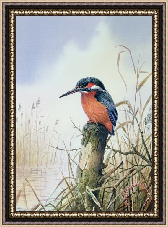 Carl Donner Kingfisher Framed Painting