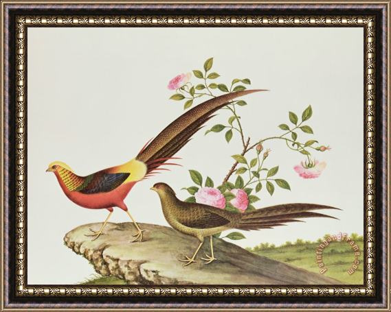 Chinese School A Golden Pheasant Framed Print