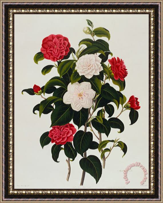 Clara Maria Pope Myrtle Leaved Camellia Framed Print